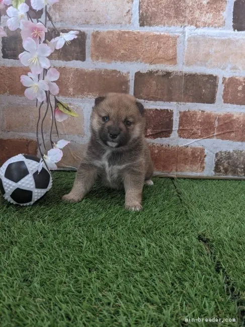 なおパパ 様のお迎えした子犬
