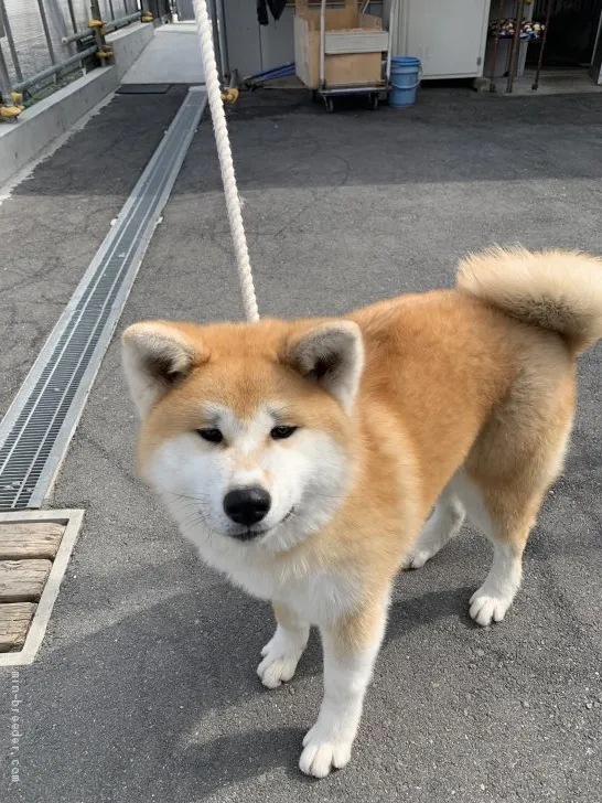 ID：2103-00898の子犬