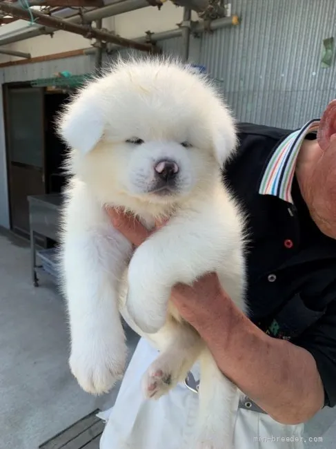 ID:2203-02186の子犬