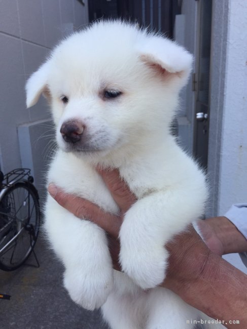 秋田犬 岡山県 女の子 17年3月5日 白 真っ白なおとなしい女の子 みんなのブリーダー 子犬id 1704 秋田犬 岡山県 女の子 17年3月5日 白 真っ白なおとなしい女の子 みんなのブリーダー 子犬id 1704