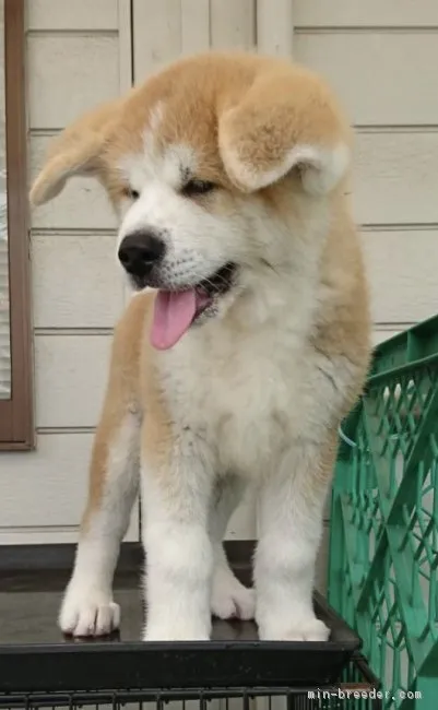 かずお 様のお迎えした子犬