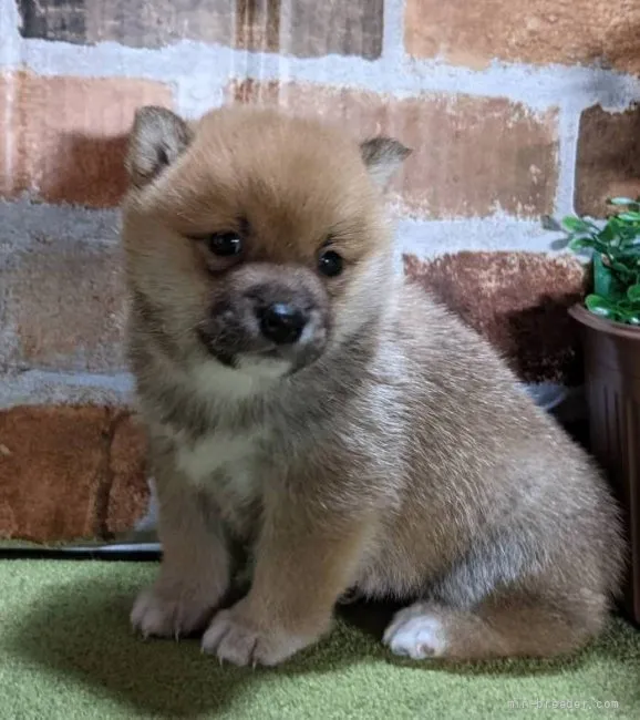 ID:2202-03823の子犬