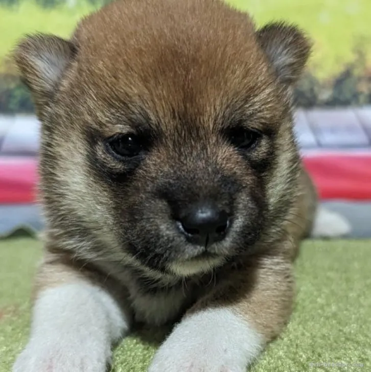 ID:2310-00654の子犬