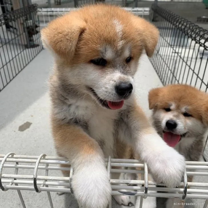 ID：2306-01911の子犬