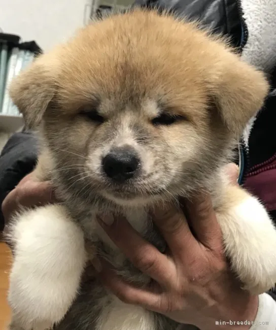 ID：1802-01501の子犬