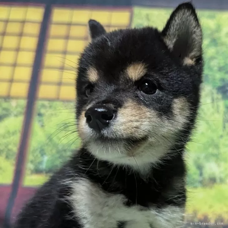 シン 様のお迎えした子犬