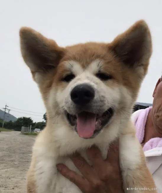 秋田犬【岡山県・男の子・2017年3月20日・赤】の写真1