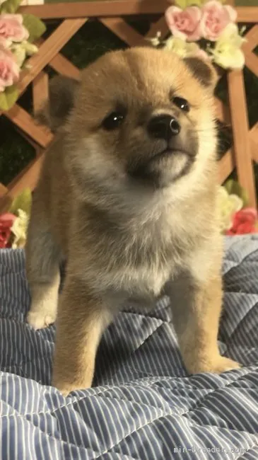 ID:2009-02143の子犬