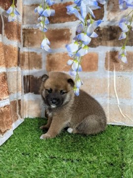 柴犬(豆柴)【岡山県・男の子・2021年4月25日・赤】の写真「両親共豆柴認定犬　両親共遺伝子検査クリア
　」