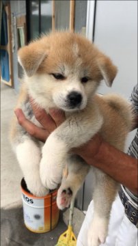 秋田犬【岡山県・女の子・2019年5月11日・赤】の写真「かわいい元気娘です」