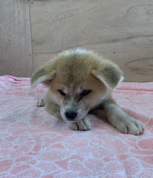 秋田犬【岡山県・女の子・2019年6月22日・く赤】の写真「キュートな顔が魅力な女の子です」