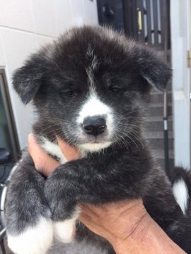 秋田犬【岡山県・女の子・2017年3月5日・虎】の写真「女の子らしい顔立ちの可愛い子です。」