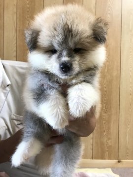 秋田犬【岡山県・男の子・2018年8月3日・赤】の写真「いつもごきげんな明るい性格です」