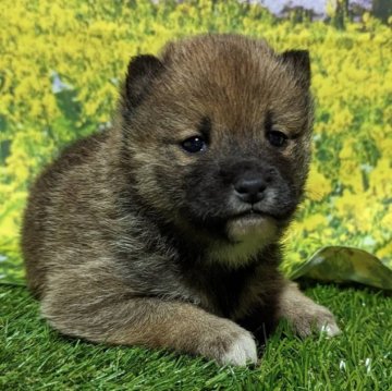 柴犬(豆柴)【岡山県・男の子・2023年2月20日・赤】の写真「両親共豆柴認定犬
両親共遺伝子検査クリア」