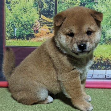 柴犬(豆柴)【岡山県・男の子・2023年11月29日・赤】の写真「特別価格😊」