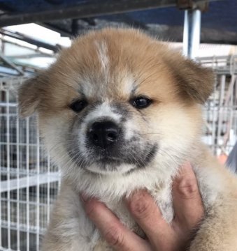 秋田犬【岡山県・女の子・2017年5月26日・赤】の写真「父犬は本部展一席の優秀犬です。期待できる子犬」