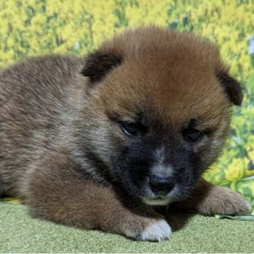 柴犬(豆柴)【岡山県・男の子・2023年8月15日・赤】の写真「期間限定価格！」