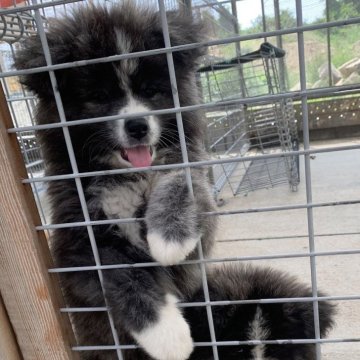 秋田犬【岡山県・女の子・2024年3月28日・虎(長毛)】の写真「超お薦め愛嬌いっぱいな元気ガールです」