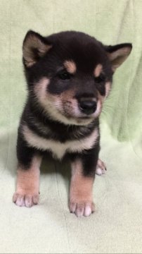 柴犬(豆柴)【岡山県・男の子・2018年12月31日・黒】の写真「陽気なハンサムボーイです。」