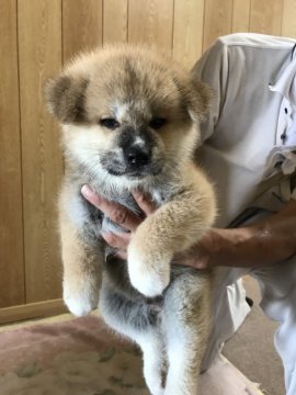 秋田犬【岡山県・女の子・2018年8月3日・赤】の写真「愛嬌たっぷりのメスらしいかわいい子犬です」