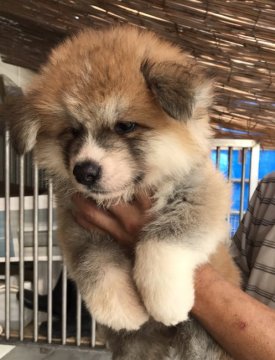 秋田犬【岡山県・男の子・2017年6月18日・赤】の写真「落ち着きのあるガッシリした男の子」