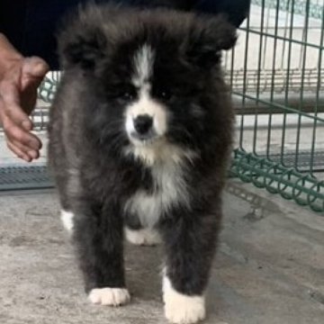 秋田犬【岡山県・女の子・2024年3月28日・虎(長毛)】の写真「無邪気なのんびり屋さんです」