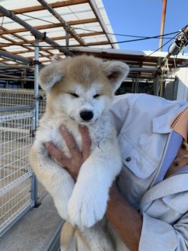秋田犬【岡山県・男の子・2020年8月19日・赤】の写真「とっても人なつっこくて元気な男の子です」