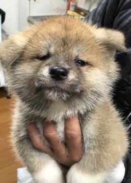 秋田犬【岡山県・男の子・2018年1月4日・赤】の写真「秋田犬らしいお顔の男の子です」