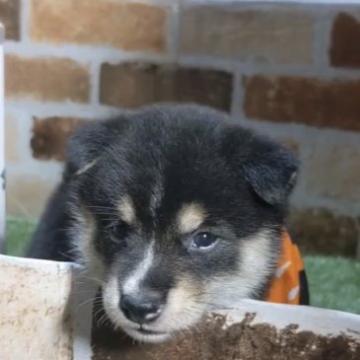 柴犬(豆柴)【岡山県・男の子・2022年7月22日・黒】の写真「両親共豆柴認定犬
両親共遺伝子検査クリア」