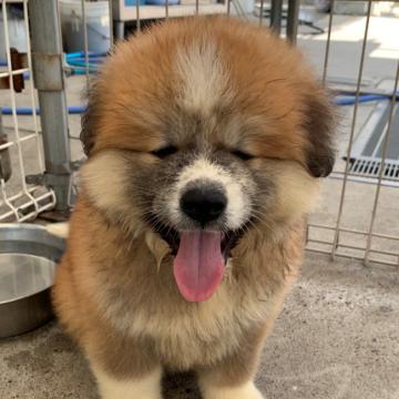 秋田犬【岡山県・女の子・2022年7月21日・赤(長毛)】の写真「クリクリしている目がとってもかわいいです。」