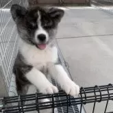 秋田犬【岡山県・女の子・2024年3月7日・虎】の写真1「外で遊ぶの大好き」