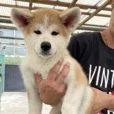 秋田犬【岡山県・女の子・2023年7月1日・赤】の写真1「9/22撮影」