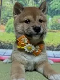 豆柴【岡山県・男の子・2024年8月13日・赤】の写真2