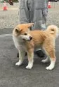 秋田犬【岡山県・女の子・2019年4月10日・赤】の写真3「7/6撮影」
