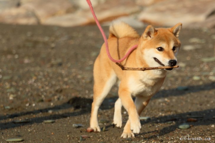 海岸へお出掛け｜朝山　さゆり(あさやま　さゆり)ブリーダー(愛媛県・柴犬・日本犬保存会登録)の紹介写真2