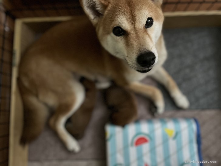 朝山さゆりブリーダーのブログ：産まれました