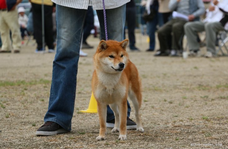 優良4席 若犬賞