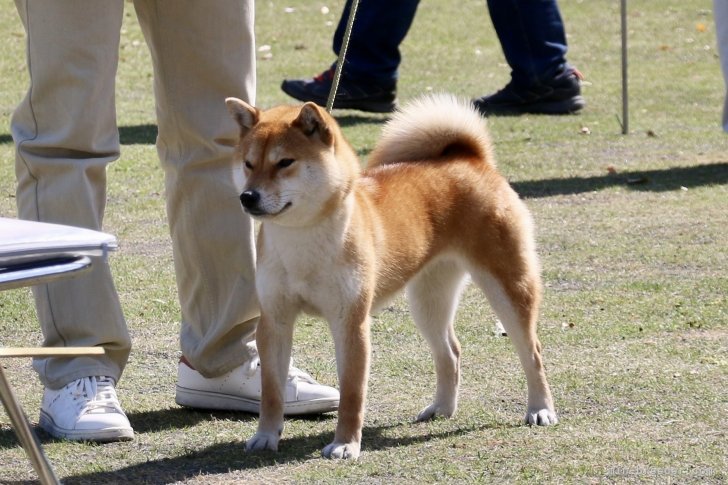 優良1席若犬賞