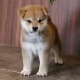 柴犬(標準サイズ)【愛媛県・男の子・2025年8月30日・赤】の写真14