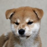 柴犬(標準サイズ)