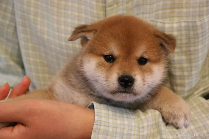 ID：2203-03535の子犬