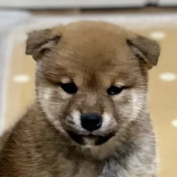 柴犬(標準サイズ)【愛媛県・男の子・2023年12月16日・赤】の写真「元気で優しい男の子」