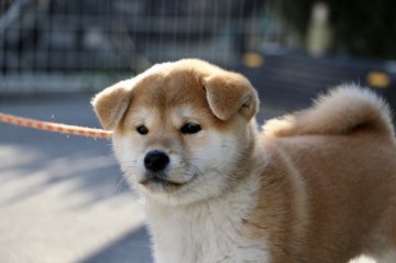 柴犬(標準サイズ)【愛媛県・女の子・2019年12月16日・赤】の写真「父犬譲りの端整な顔立ち」