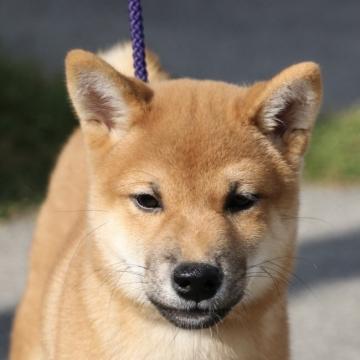 柴犬(標準サイズ)【愛媛県・男の子・2022年7月4日・赤】の写真「食欲万歳！尻尾の長い元気な男の子！」