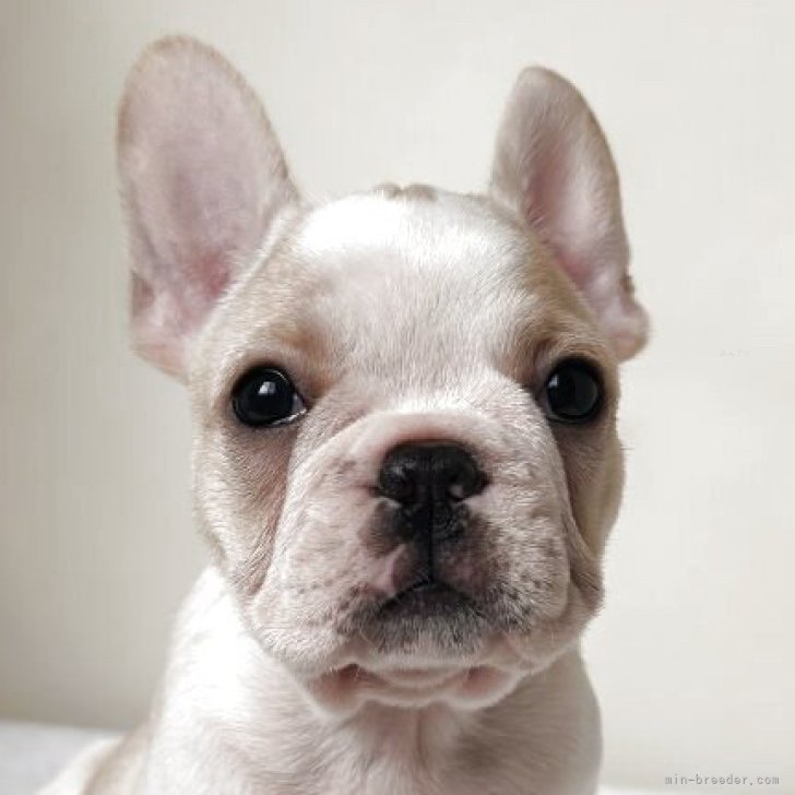 ブリーダー画像