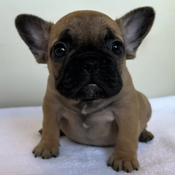 ID：2501-03519の子犬