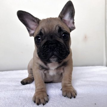 フレンチブルドッグ【東京都・男の子・2025年9月4日・フォーン】の写真「ドンとしたタイプの男の子
DMクリア　」