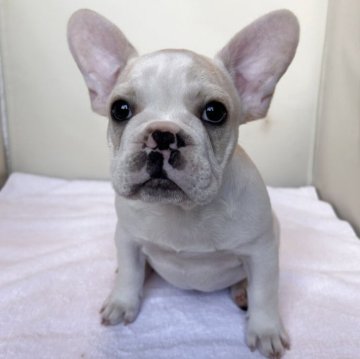 フレンチブルドッグ【東京都・男の子・2025年9月4日・ハニーパイド】の写真「クリスマス連れ歩いて大丈夫です🫡」