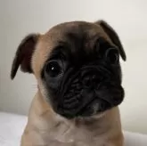 フレンチブルドッグ