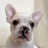 フレンチブルドッグ